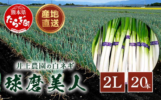 【先行予約】井上農園の白ネギ 「球磨美人」 2Lサイズ×20本 【2024年11月中旬より順次発送】 白ネギ 白葱 ネギ 長ネギ 長葱 ねぎ 鍋 薬味 冬野菜 国産 114-0501