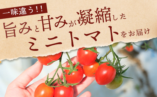 【産地直送】熊本県産 ミニトマト「アイコ (赤色)」約2.5kg 国産トマト アイコ とまと 甘い 熊本 多良木町 農園直送 新鮮 フルーツトマト フルーティ 020-0531