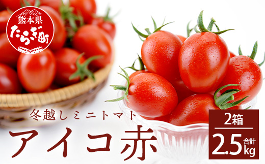 【産地直送】熊本県産 ミニトマト「アイコ (赤色)」約2.5kg 国産トマト アイコ とまと 甘い 熊本 多良木町 農園直送 新鮮 フルーツトマト フルーティ 020-0531