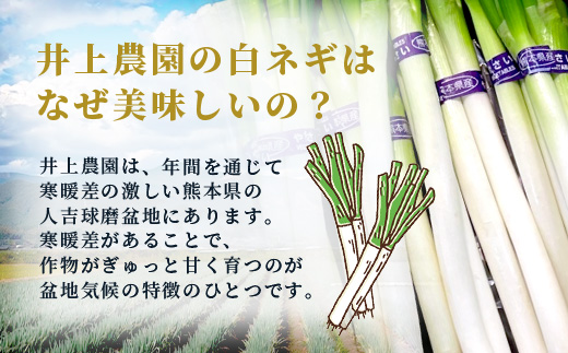 【先行予約】井上農園の白ネギ 「球磨美人」 2Lサイズ×20本 【2024年11月中旬より順次発送】 白ネギ 白葱 ネギ 長ネギ 長葱 ねぎ 鍋 薬味 冬野菜 国産 114-0501