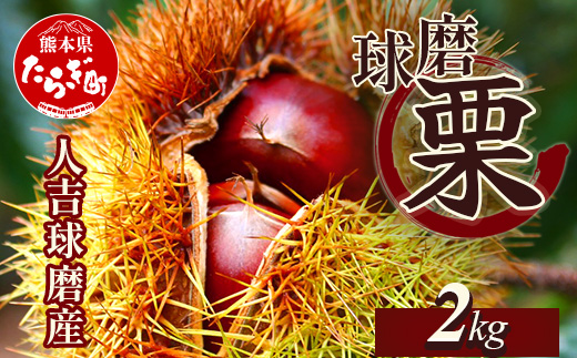 【2024年9月下旬〜発送】JAくま 【球磨 栗】 2kg くり 熊本県産 多良木町 くり マロン 旬の味覚 甘い ほっくり 山海の味覚 和 スイーツ フルーツ 果物 くだもの 果実 004-0040