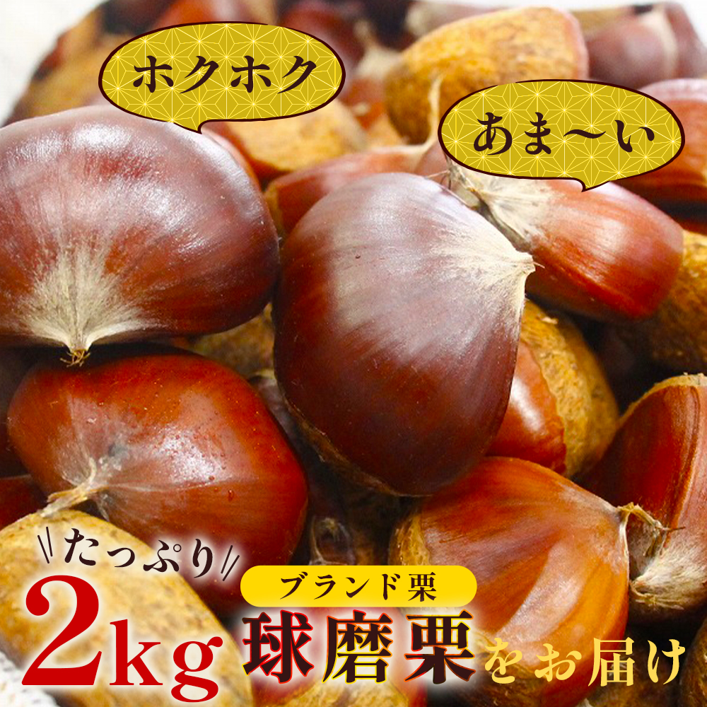 【2024年9月下旬〜発送】JAくま 【球磨 栗】 2kg くり 熊本県産 多良木町 くり マロン 旬の味覚 甘い ほっくり 山海の味覚 和 スイーツ フルーツ 果物 くだもの 果実 004-0040