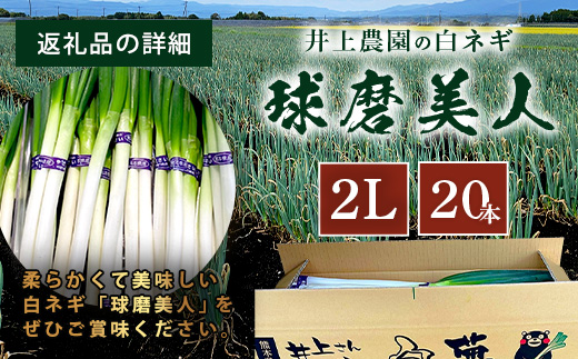 【先行予約】井上農園の白ネギ 「球磨美人」 2Lサイズ×20本 【2024年11月中旬より順次発送】 白ネギ 白葱 ネギ 長ネギ 長葱 ねぎ 鍋 薬味 冬野菜 国産 114-0501