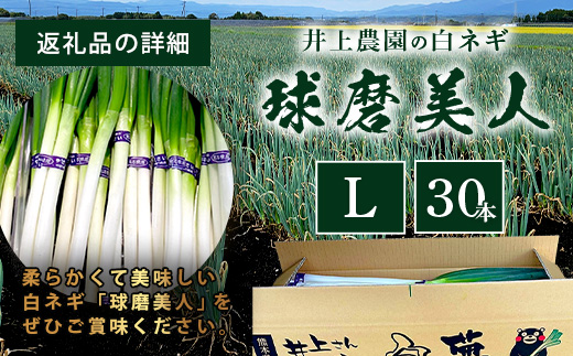 【先行予約】井上農園の白ネギ 「球磨美人」 Ｌサイズ×30本 【2024年11月中旬より順次発送】 白ネギ 白葱 ネギ 長ネギ 長葱 ねぎ 鍋 薬味 冬野菜 国産 114-0502