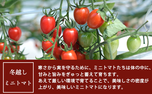 【産地直送】熊本県産 ミニトマト「アイコ (赤色)」約1.25kg 国産トマト アイコ とまと 甘い 熊本 多良木町 農園直送 新鮮 フルーツトマト フルーティ 020-0532