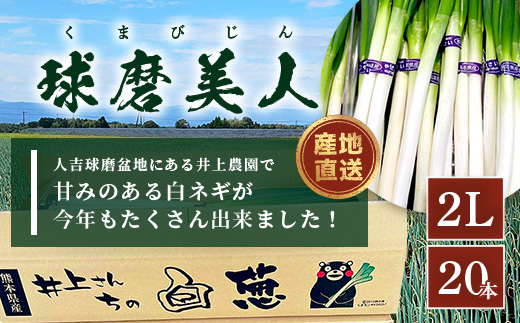 【先行予約】井上農園の白ネギ 「球磨美人」 2Lサイズ×20本 【2024年11月中旬より順次発送】 白ネギ 白葱 ネギ 長ネギ 長葱 ねぎ 鍋 薬味 冬野菜 国産 114-0501