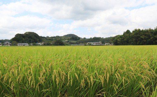 【令和６年産】化学肥料・農薬不使用！こだわり農法の「れんげ米」（2kg）