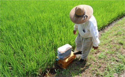 【令和６年産】化学肥料・農薬不使用！こだわり農法の「れんげ米」（2kg）