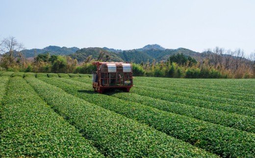 贅沢に有機緑茶を飲み比べてください！高橋製茶の「みのりの茶」ギフトセットＢ