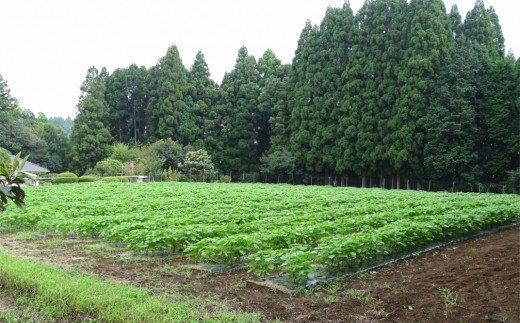 農薬不使用！非加熱・生搾りの健康に良い臼杵市産「エゴマ油」（140g×2瓶）