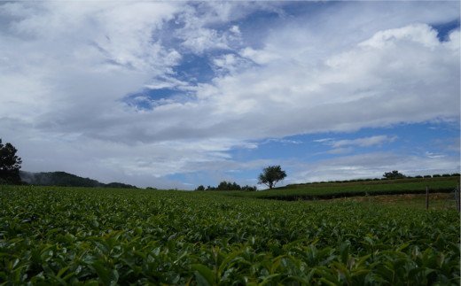 有機かぼすをふんだんに使ったブレンドティー「有機緑茶かぼすぶれんど」（ティーバッグ）3個セット