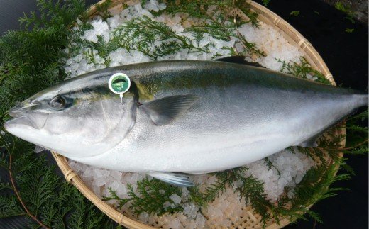 【先行予約】さっぱり美味い「うすき産（養殖）かぼすブリ」 約2kg弱（半身）