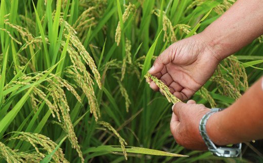 れんげ米の米粉(500g×3個)化学肥料等を使わず作った米が原料のため安心安全！