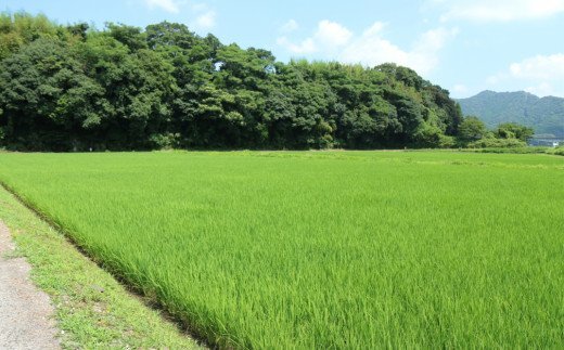 れんげ米の米粉(500g×6個)化学肥料等不使用を使わず作った米が原料のため安心安全！