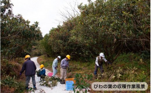 1000年ゆめ農場 びわの葉茶