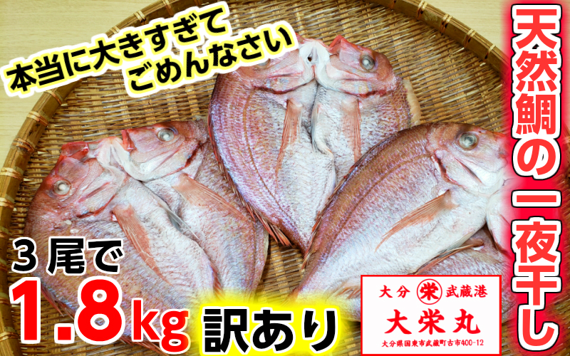 驚愕の大きさ！訳あり天然鯛の一夜干し1.8kg_1554R