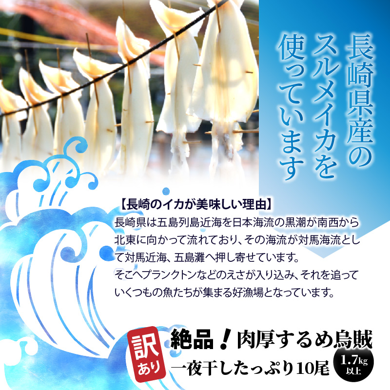 【訳あり】絶品！肉厚するめ烏賊一夜干したっぷり10尾（1.6kg以上） _1836R