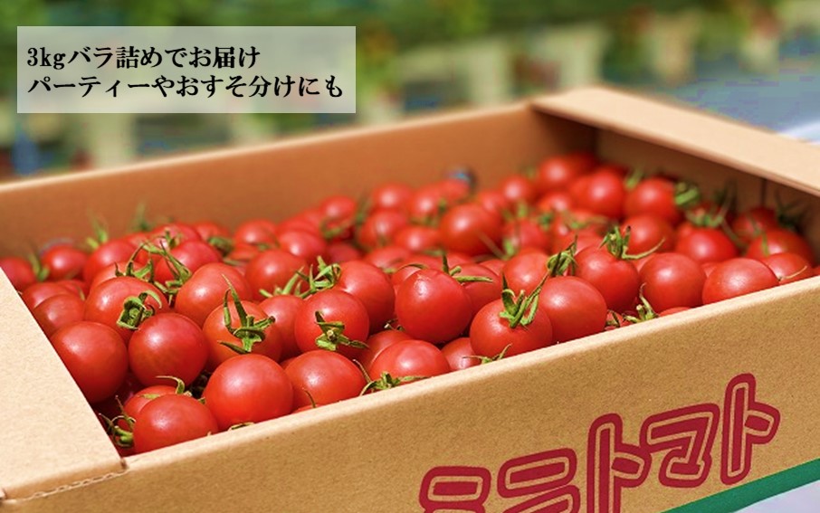 国東産ミニトマト「濃いとまと」3kg バラ 箱_2364R