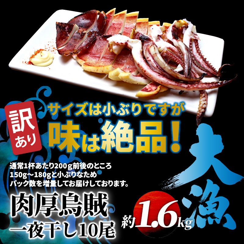 【訳あり】絶品！肉厚するめ烏賊一夜干したっぷり10尾（1.6kg以上） _1836R