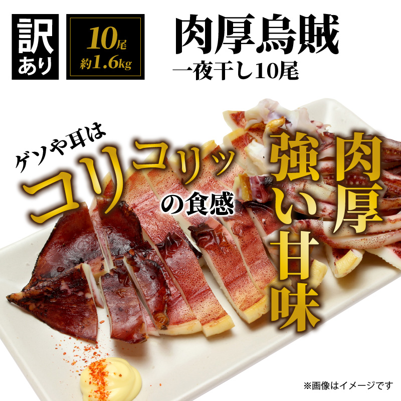 【訳あり】絶品！肉厚するめ烏賊一夜干したっぷり10尾（1.6kg以上） _1836R