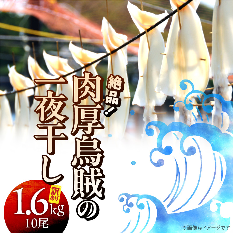 【訳あり】絶品！肉厚するめ烏賊一夜干したっぷり10尾（1.6kg以上） _1836R