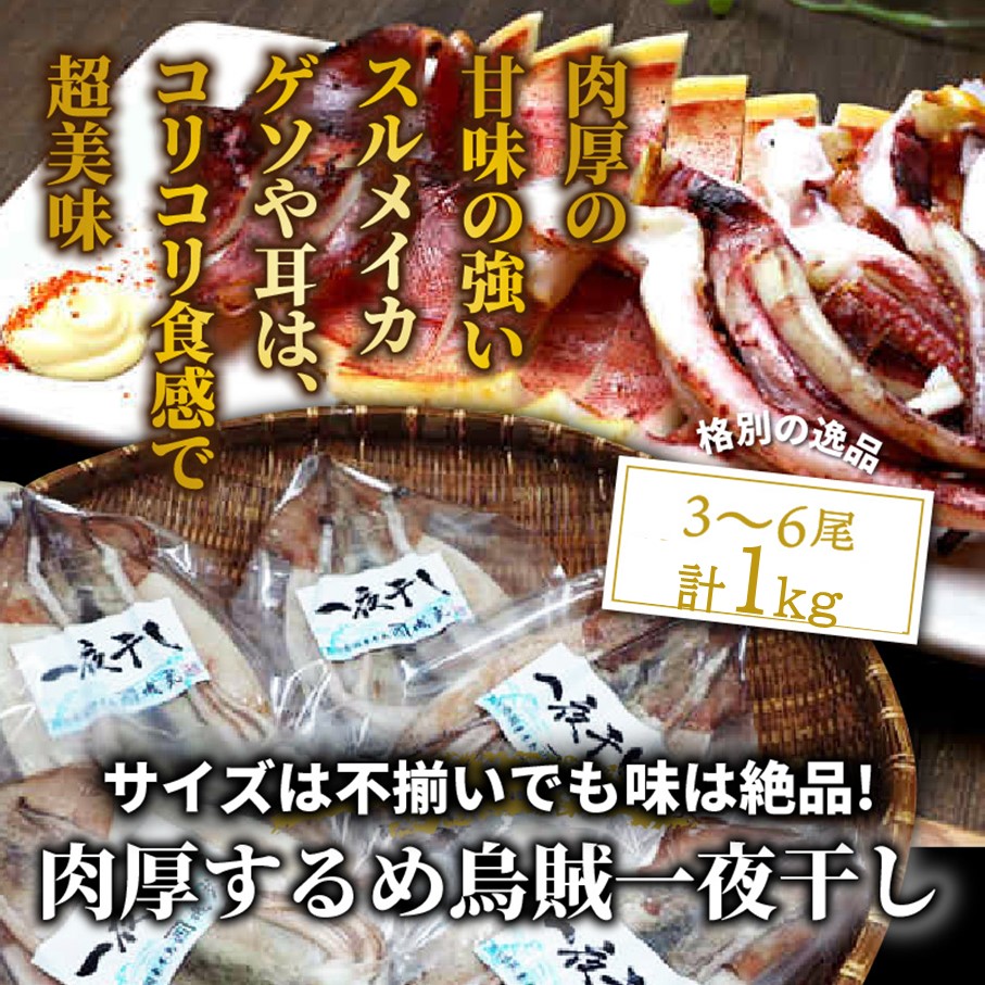 サイズは不揃いでも味は絶品!肉厚するめ烏賊一夜干し_1511R