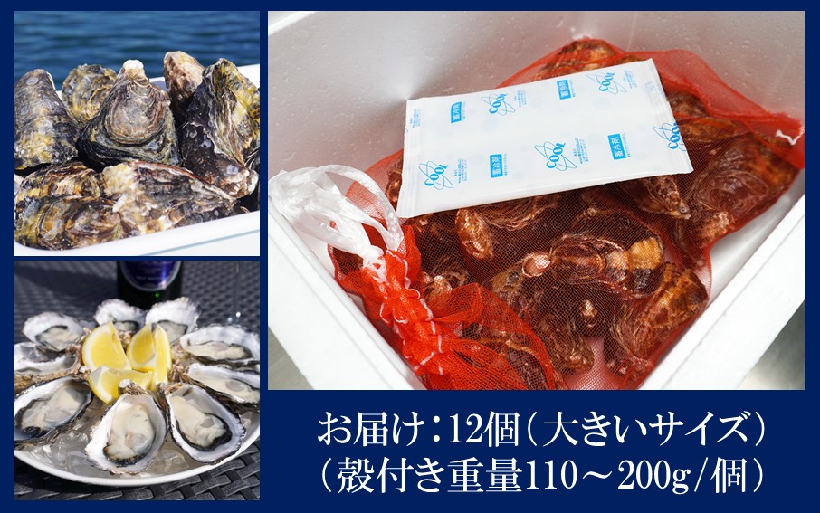 生食用殻付き牡蠣「Ostra Kunisaki」大きいサイズ12個（殻付き重量110～200g/個）_2360R