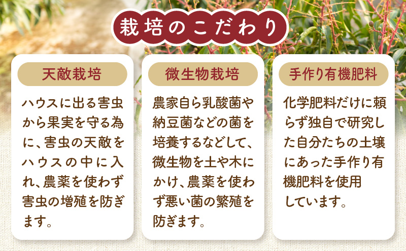 【先行予約】《2025年発送》期間・数量限定 宮崎県産 希少種マンゴー パルメロ 計 約1.0kg～1.2kg 2～3玉入り_M223-001