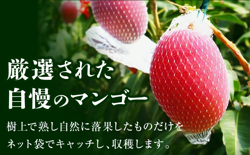 《2025年発送先行予約》宮崎県産完熟マンゴー 3L×2玉_M320-006