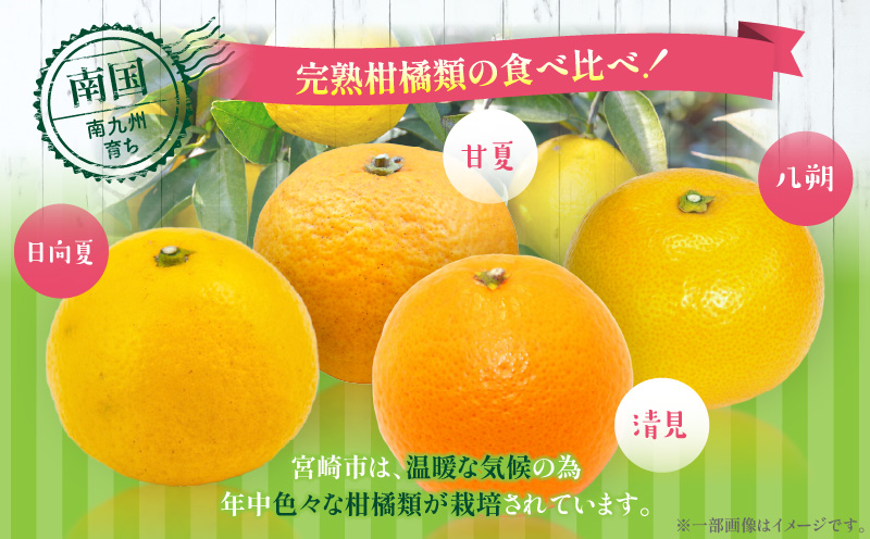 柑橘食べ比べセット5kg（日向夏＆晩柑柑橘）_M271-007