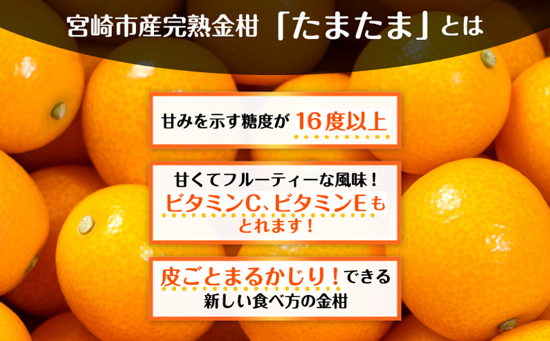期間限定 数量限定 宮崎を代表するブランド完熟金柑 たまたま 約1kg_M184-014
