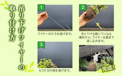 観葉植物 苔玉 2個セット (品種おまかせ)_M238-003