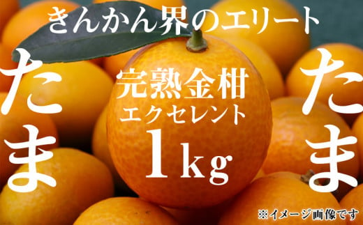 《2025年発送先行予約》【期間・数量限定】完熟きんかん たまたまエクセレント 1kg_M056-012