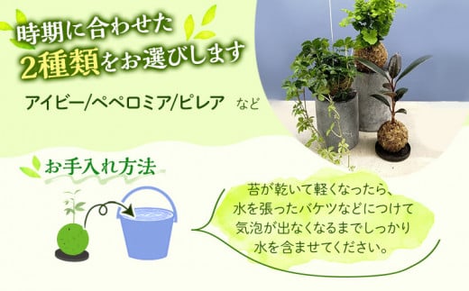 観葉植物 苔玉 2個セット (品種おまかせ)_M238-003