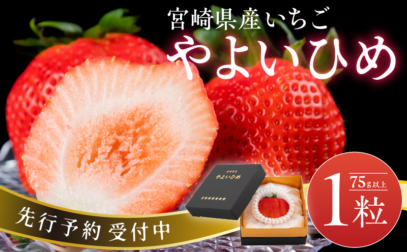 【ふるさと納税】【先行予約】期間限定 数量限定 いちご 「やよいひめ」 1粒 75g以上_M273-001