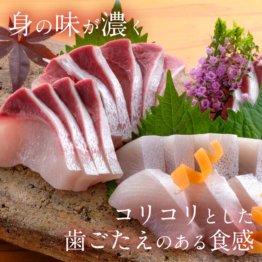 宮崎産 新海屋 鰤屋金太郎 宮崎ゴールドカンパチ 500g　冷凍　N018-ZA0405_2