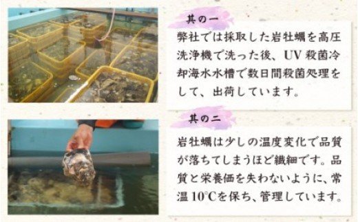 延岡産天然岩牡蠣（生食用）5kg（大）（2024年4月1日から発送開始）　N036-B307