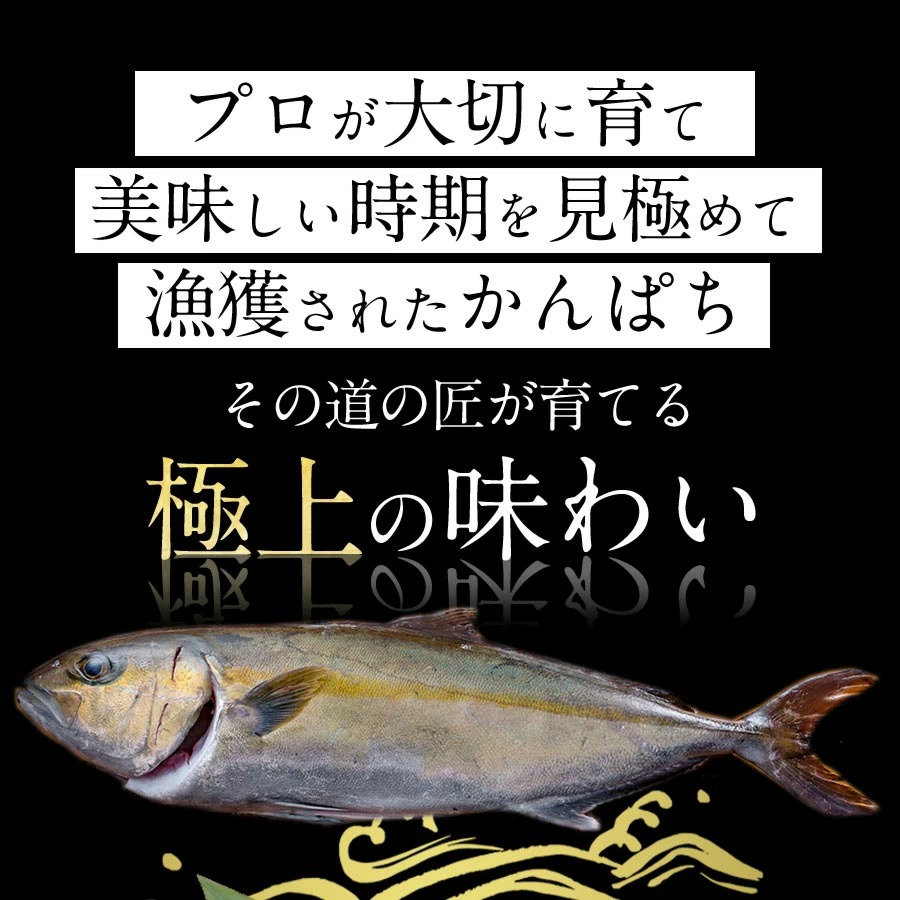 宮崎産 新海屋 鰤屋金太郎 宮崎ゴールドカンパチ フィレ 1.1kg〜1.3kg