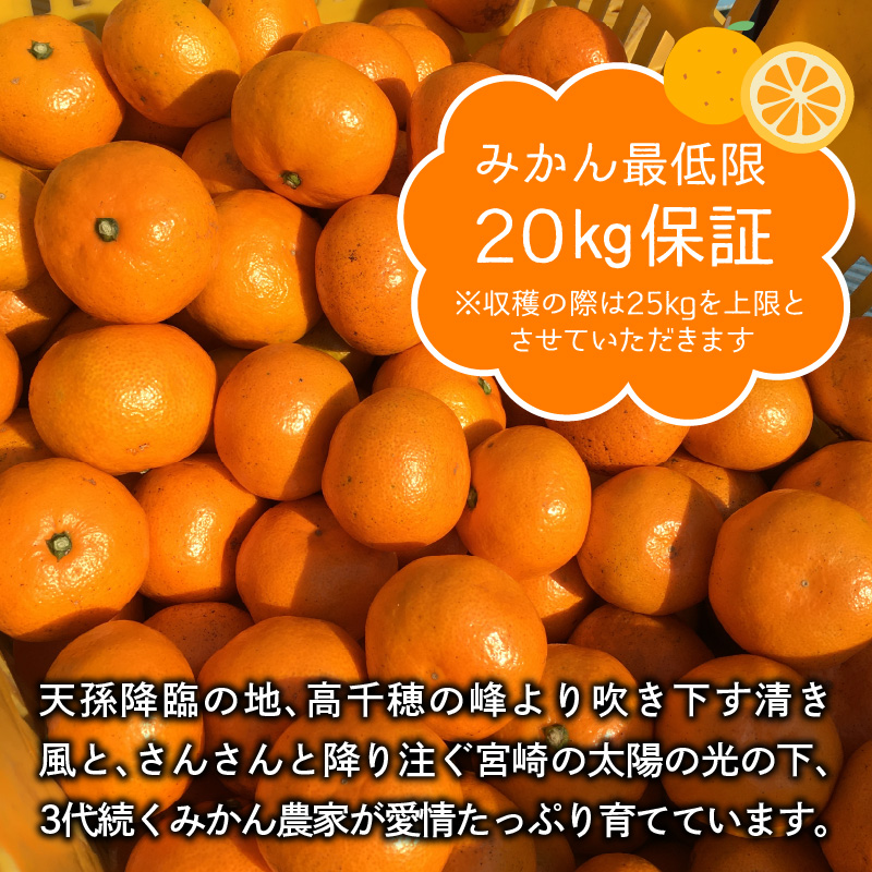 数量限定 みかんの樹まるごと1本 オーナー権 最低 20kg 保証 収穫体験　N0132-ZC030