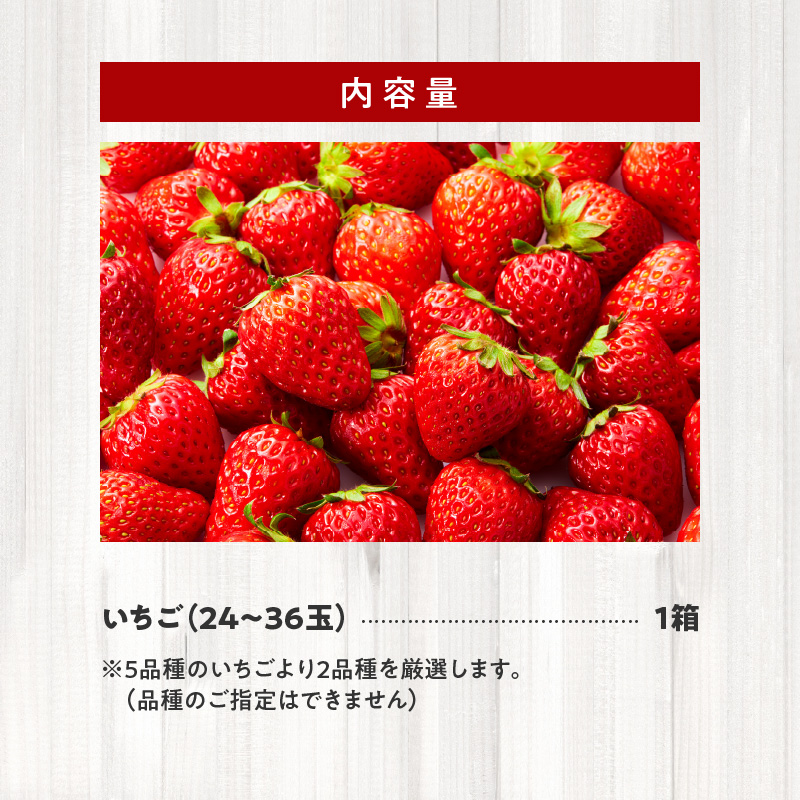 生いちご 厳選 2品種 食べ比べセット いちにのいちご園（2025年1月から発送開始）N085-YA3318