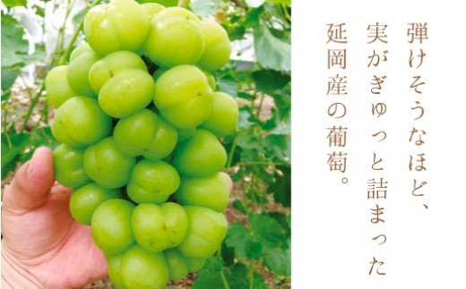 【先行予約】葡萄Bセット　約3kg〜約4kg（2021年8月から発送開始）　C031