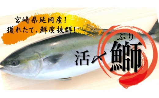 延岡産活〆鮮魚 職人技の脱血鮮魚 ブリ A918 請関水産