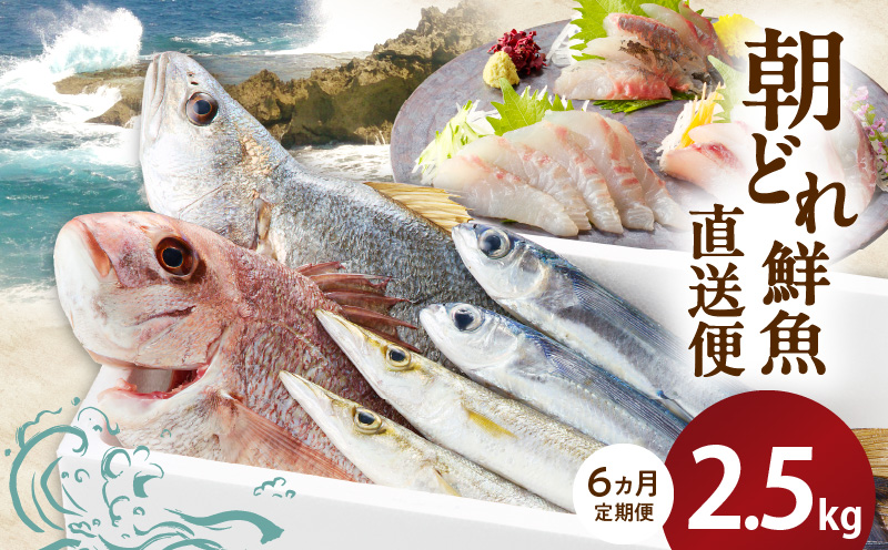 【6ヶ月定期便】大和海商の朝どれ鮮魚直送定期便　2.5kg N072-ZE075