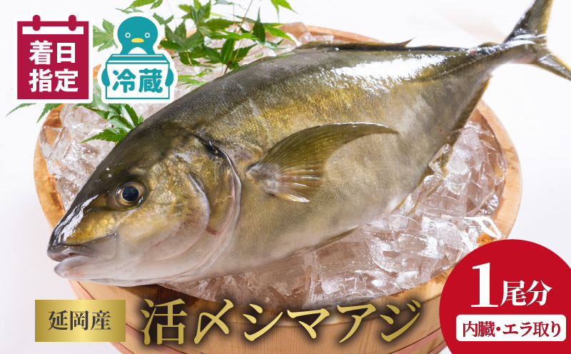 延岡産活〆鮮魚　職人技の脱血鮮魚　シマアジ　B419　請関水産