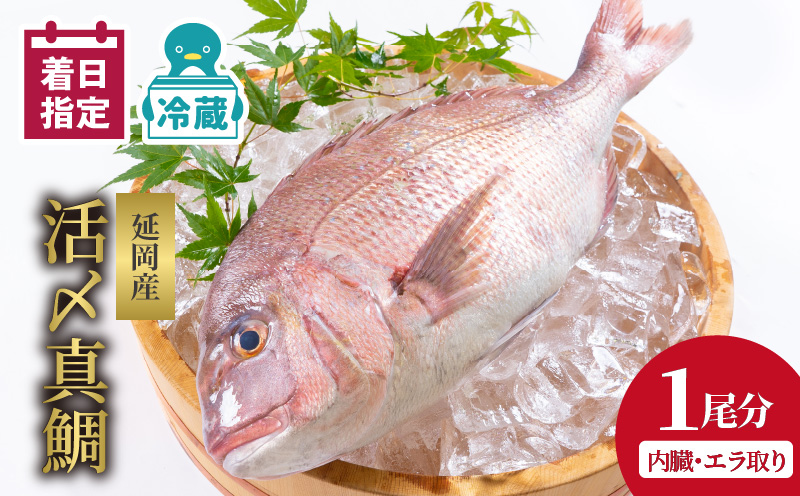 【冷蔵】延岡産活〆鮮魚職人技の脱血鮮魚真鯛１尾分（内臓エラ取り） N019-YZA476