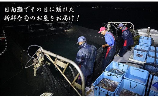 【単月お届け】大和海商の朝どれ鮮魚直送便　2.5kg 　A383