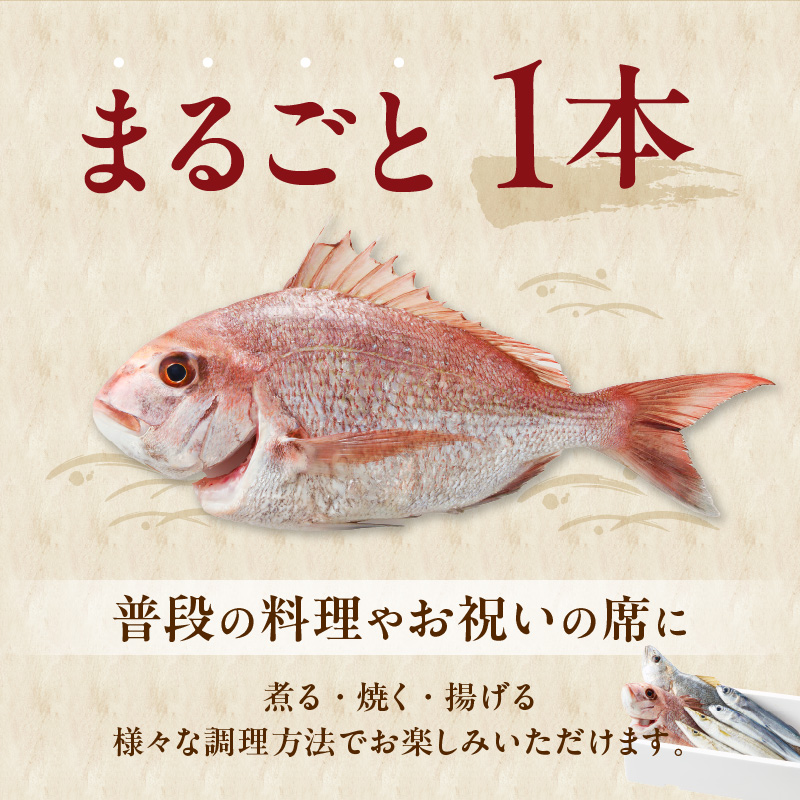 【単月お届け】大和海商の朝どれ鮮魚直送便　2.5kg N072-ZA2226