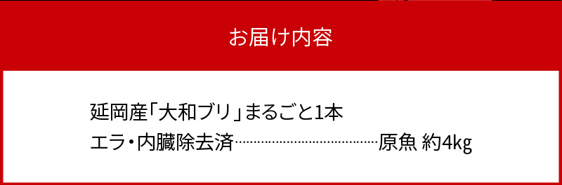 【10月〜2月発送!!】まるごと一本！大和ブリ内臓処理済み刺身ぶりしゃぶ煮物 N072-YZB517