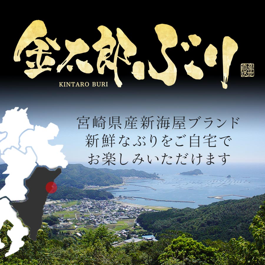 宮崎産 新海屋 鰤屋金太郎 金太郎ぶり 500g　冷蔵　N018-ZA0404_1