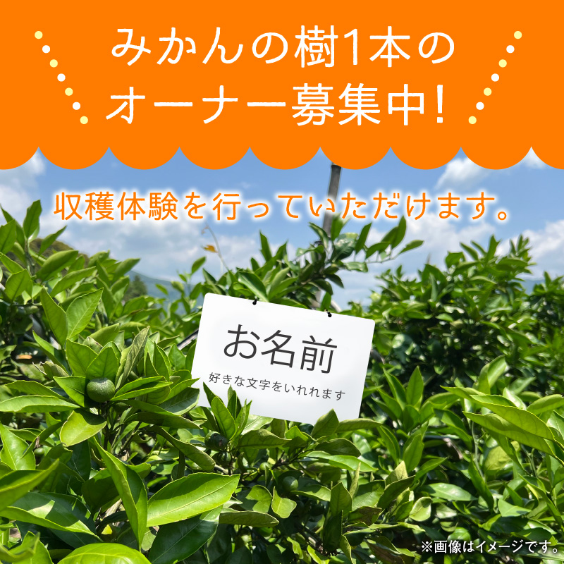 数量限定 みかんの樹まるごと1本 オーナー権 最低 20kg 保証 収穫体験　N0132-ZC030